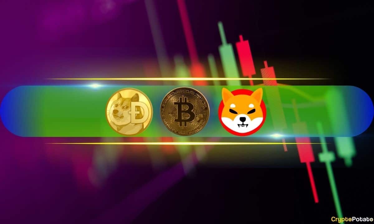 DOGE和SHIB价格猛涨,BTC创下近82K美元历史新高(市场观察)